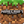 Mod Minecraft